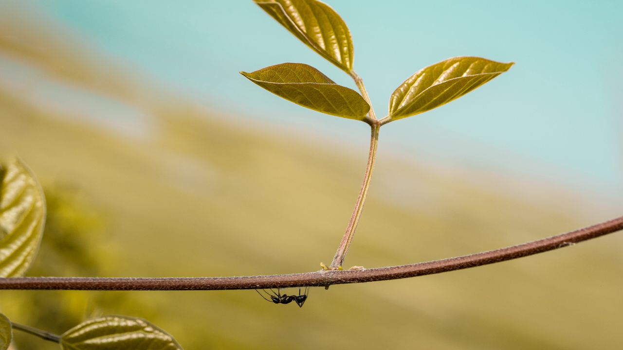 Wallpaper leaf, ant, plant, macro