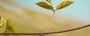 Preview wallpaper leaf, ant, plant, macro