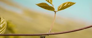 Preview wallpaper leaf, ant, plant, macro