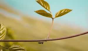 Preview wallpaper leaf, ant, plant, macro