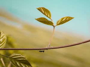 Preview wallpaper leaf, ant, plant, macro