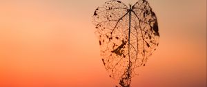 Preview wallpaper leaf, autumn, blur, flight