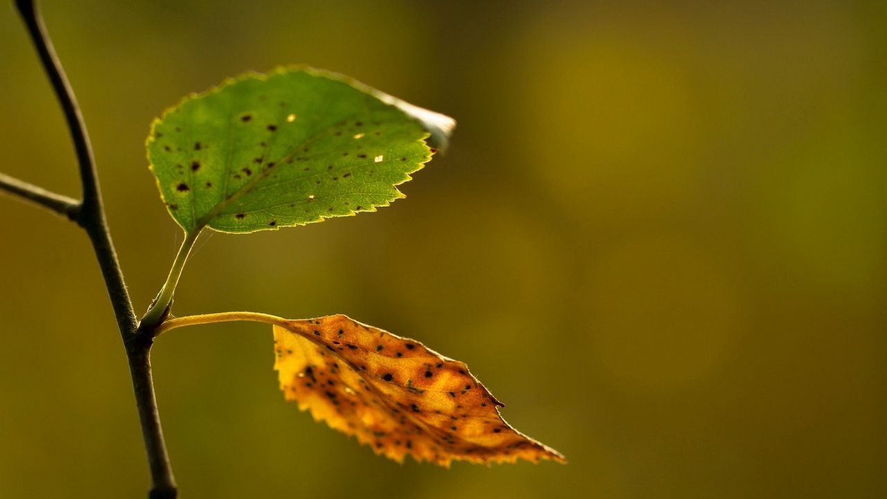Wallpaper leaf, autumn, branch, background