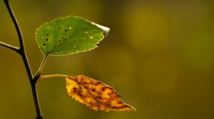 Preview wallpaper leaf, autumn, branch, background