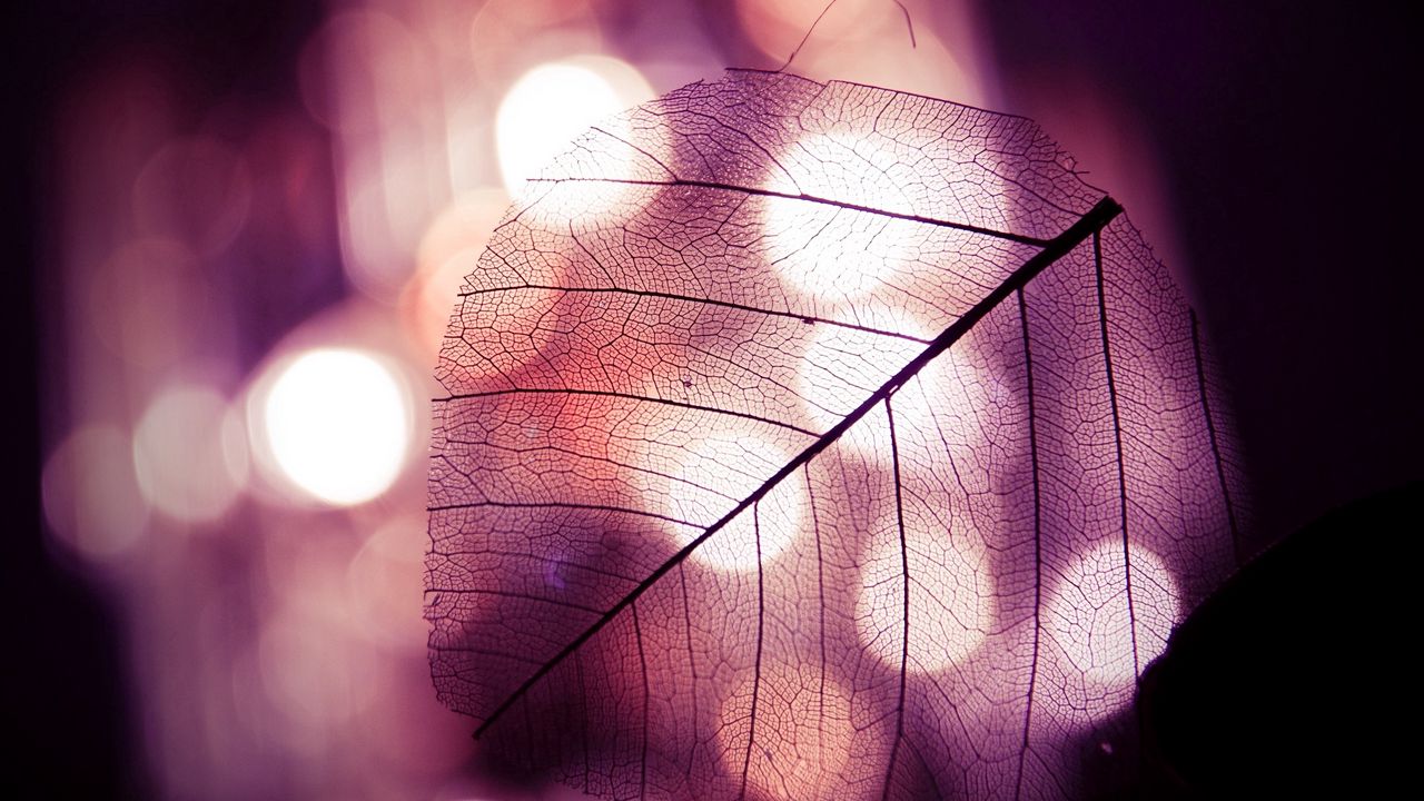 Wallpaper leaf, autumn, clear, mood, lights