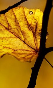 Preview wallpaper leaf, autumn, close-up