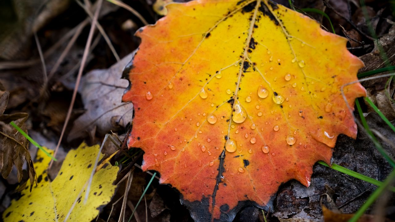Wallpaper leaf, autumn, drops, rain, macro