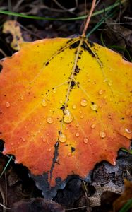 Preview wallpaper leaf, autumn, drops, rain, macro