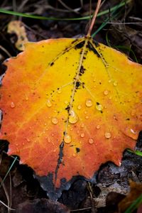 Preview wallpaper leaf, autumn, drops, rain, macro