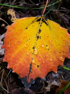 Preview wallpaper leaf, autumn, drops, rain, macro