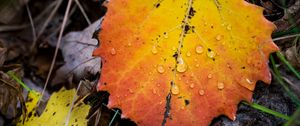 Preview wallpaper leaf, autumn, drops, rain, macro