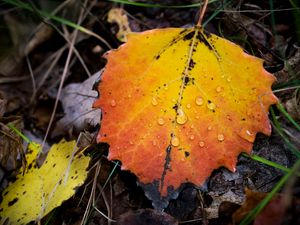 Preview wallpaper leaf, autumn, drops, rain, macro