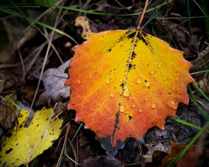 Preview wallpaper leaf, autumn, drops, rain, macro