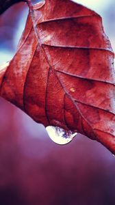 Preview wallpaper leaf, autumn, dry, branch