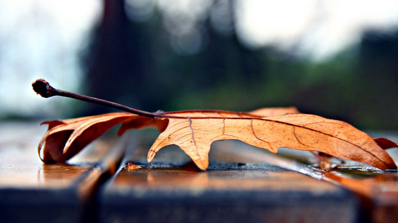 Wallpaper leaf, autumn, dry, maple