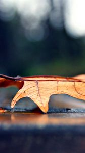 Preview wallpaper leaf, autumn, dry, maple