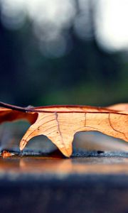 Preview wallpaper leaf, autumn, dry, maple