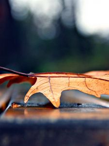 Preview wallpaper leaf, autumn, dry, maple