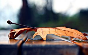 Preview wallpaper leaf, autumn, dry, maple