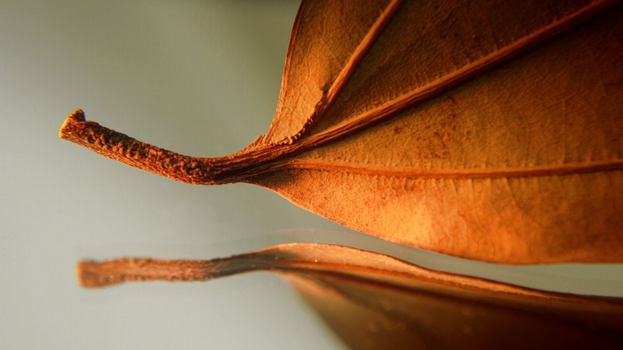 Wallpaper leaf, autumn, dry, close-up