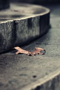 Preview wallpaper leaf, autumn, dry, fallen, steps