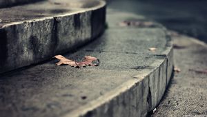 Preview wallpaper leaf, autumn, dry, fallen, steps