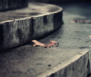 Preview wallpaper leaf, autumn, dry, fallen, steps