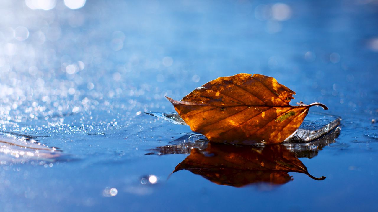 Wallpaper leaf, autumn, fallen, dry, water, liquid
