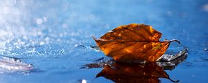 Preview wallpaper leaf, autumn, fallen, dry, water, liquid