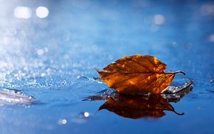 Preview wallpaper leaf, autumn, fallen, dry, water, liquid