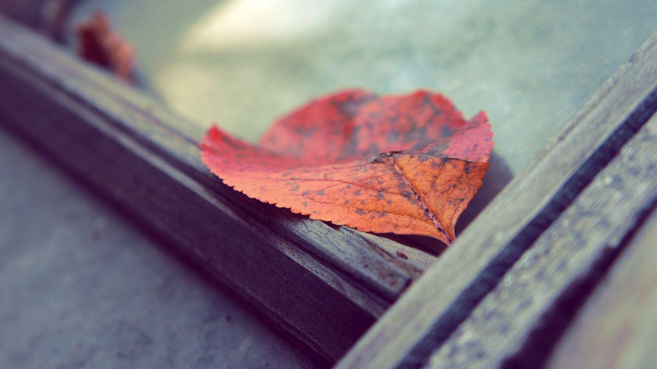 Wallpaper leaf, autumn, fallen, surface