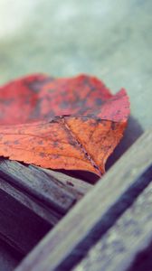 Preview wallpaper leaf, autumn, fallen, surface