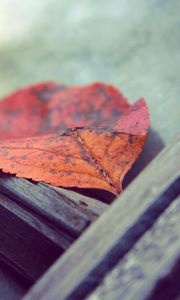 Preview wallpaper leaf, autumn, fallen, surface