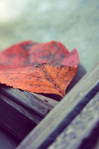 Preview wallpaper leaf, autumn, fallen, surface