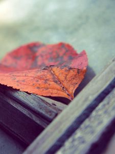 Preview wallpaper leaf, autumn, fallen, surface