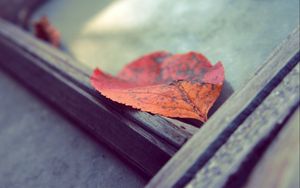 Preview wallpaper leaf, autumn, fallen, surface