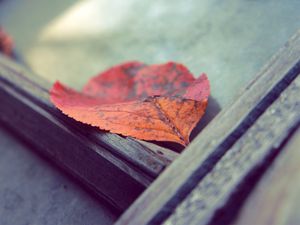 Preview wallpaper leaf, autumn, fallen, surface