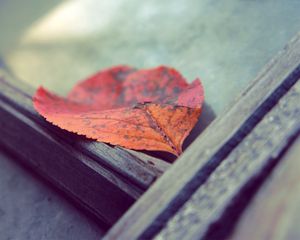 Preview wallpaper leaf, autumn, fallen, surface