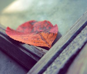 Preview wallpaper leaf, autumn, fallen, surface