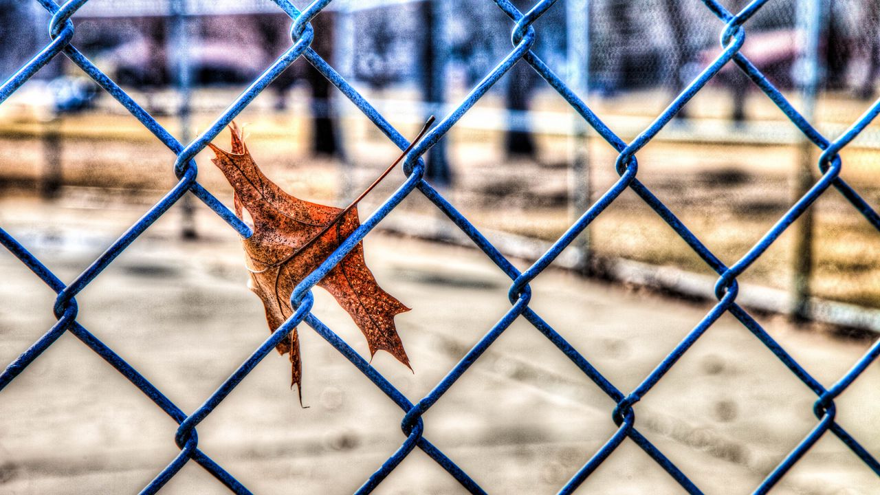 Wallpaper leaf, autumn, fence, mesh, hdr