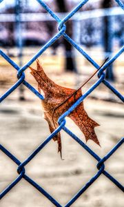 Preview wallpaper leaf, autumn, fence, mesh, hdr