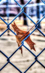 Preview wallpaper leaf, autumn, fence, mesh, hdr