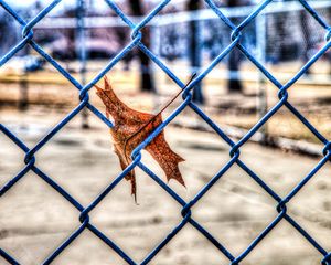 Preview wallpaper leaf, autumn, fence, mesh, hdr