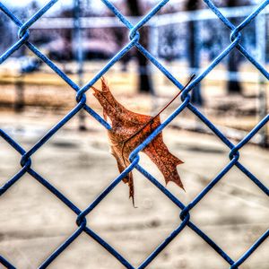 Preview wallpaper leaf, autumn, fence, mesh, hdr