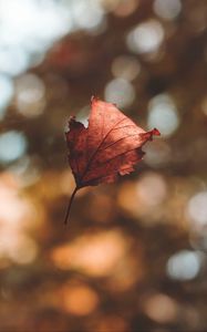 Preview wallpaper leaf, autumn, glare, bokeh, fallen, levitation, flight