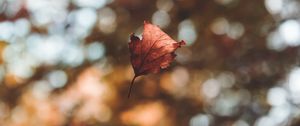 Preview wallpaper leaf, autumn, glare, bokeh, fallen, levitation, flight