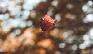 Preview wallpaper leaf, autumn, glare, bokeh, fallen, levitation, flight