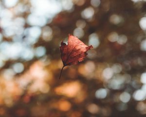 Preview wallpaper leaf, autumn, glare, bokeh, fallen, levitation, flight