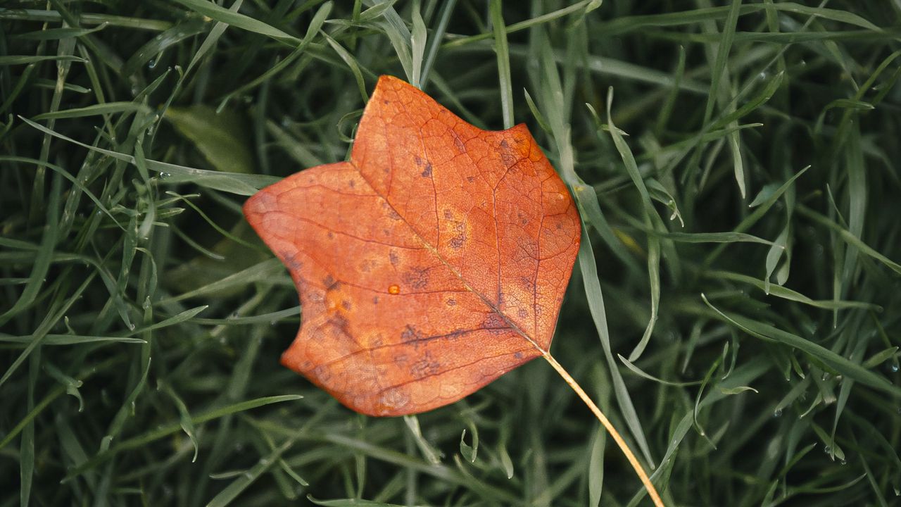 Wallpaper leaf, autumn, grass, macro, veins
