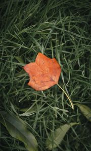 Preview wallpaper leaf, autumn, grass, macro, veins